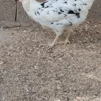 گلین مولد اصیل استثنایی ،تخمگذار|حیوانات مزرعه|رامیان, |دیوار