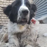 توله لاس یک سال نیمه|سگ|زنده رود, |دیوار