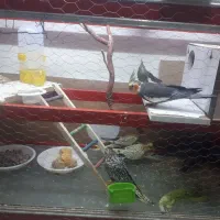 عروس هلندی|پرنده|زاوه, |دیوار