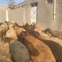 گوسفند داشتی با بره