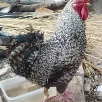 خروس سرحال پیسه رنگ