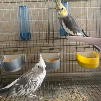 یک جفت عروس هلندی زیر قیمت