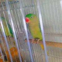 شاه طوطی و ماده ملنگو