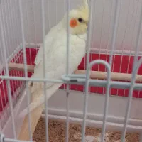 عروس هلندی زیبا دستی