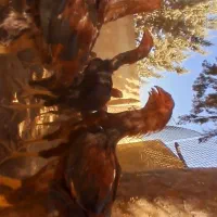 مرغ و خروس لاری