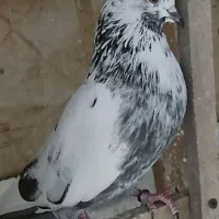 ماده های پروازی خوب