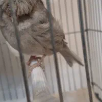 قناری نر و ماده آماده