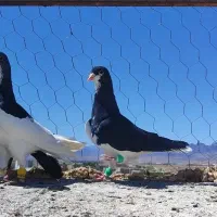 رنگه  خشکل