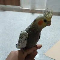 عروس هلندی|پرنده|تویسرکان, |دیوار
