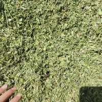 یونجه درجه یک غنچه خورد شده چین چهارم کوهرنگ|حیوانات مزرعه|کوهرنگ, |دیوار