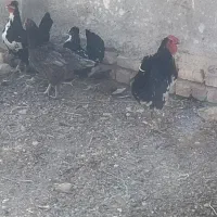 مرغ و خروس گلین|حیوانات مزرعه|دشتابی, |دیوار