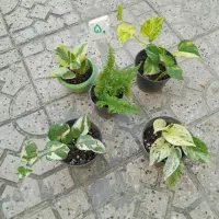 نیلوفر پیچ. رزماری.برندیسی