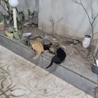 واگذاری بچه گربه|گربه|نیشابور, سرآب کوشک|دیوار