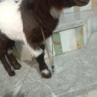 کره مادی سالم