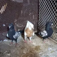 جوجه کبوتر رنگه