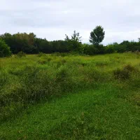 فروش یک قطعه زمین جاده انزلی|فروش زمین و ملک کلنگی|رشت, پیله داربن|دیوار