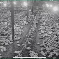 سالندار مرغداری