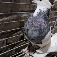 کفتر طوقی سرور (حراج)|پرنده|تفت, |دیوار