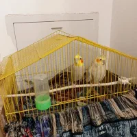 یک جفت عروس هلندی بالغ تخم هم میزارن براتون