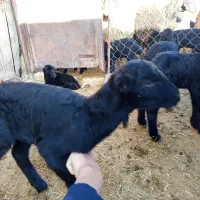 بره شیری نر درشت چند روزه