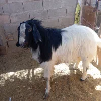 کره نر برای فروش مناسب برای قرمه