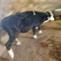 گوساله ماده|حیوانات مزرعه|زاغه, |دیوار