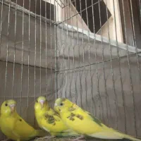 سه عدد مرغ عشق