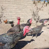 بوقلمون  فروشی|حیوانات مزرعه|فیروزآباد (فارس), |دیوار