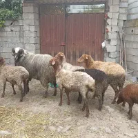 گوسفند ماده