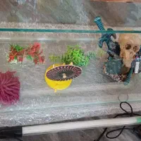آکواریوم، تنگ ماهی،