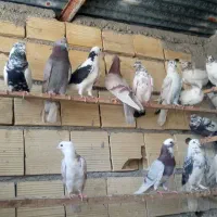 کبوتر پرشی
