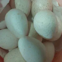 تخم بوقلمون