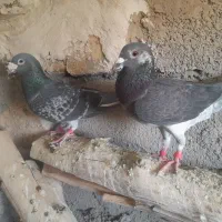 نروماده پلک و سوسکی به زمانت تخم وجوجه