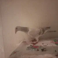 ۲ تا هفرنگ|پرنده|محمدیه-قزوین, |دیوار