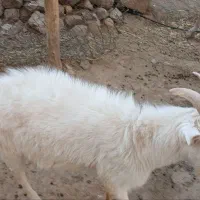 فروش/سه راس/نر/بز سانن/رگ خونی اوین ژن|حیوانات مزرعه|سلطانیه, |دیوار