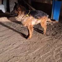 سگ ژرمن شیپرد نر|سگ|هشتگرد, شهرک راه آهن|دیوار