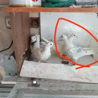 کبوتر گم شده واوان