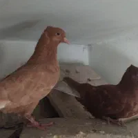 کفتر کبوتر جوجه دم سفید قواره دار