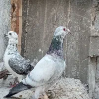 کبوتر رنگی و پلاکی