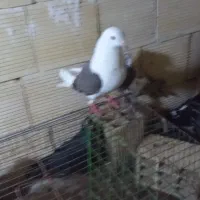 ۱۲عدد کیوتر توقی پرشی دوبر اصل به فروش