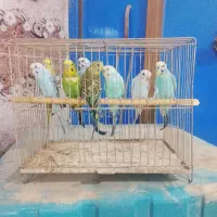 مرغ عشق