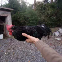 ۲ عدد خروس|حیوانات مزرعه|رشت, لاکان|دیوار