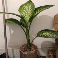 گل دیفن سرحال