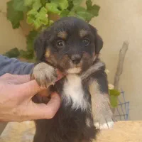 فروش توله سگ فانتزی ترییر