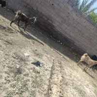 ۴عددبز|حیوانات مزرعه|داراب, |دیوار