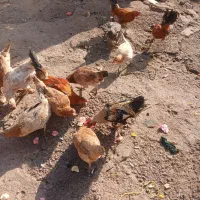 خروس محلی ۱۰ عدد|حیوانات مزرعه|ویسیان, |دیوار