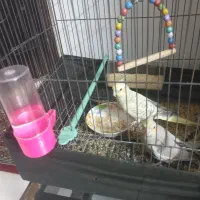 یک جفت عروس هلندی