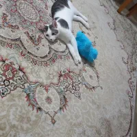 واگذاری گربه|گربه|رشت, توشیبا|دیوار