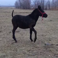 فروشی|اسب و تجهیزات اسب‌سواری|ارومیه, |دیوار