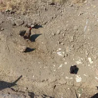 مرغ و خروس محلی